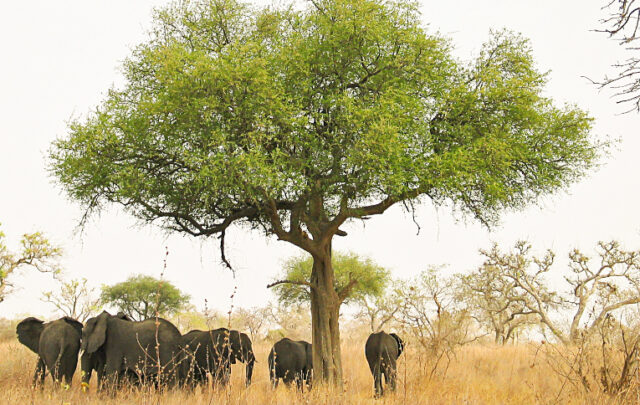 Elephants in Waza National Park
