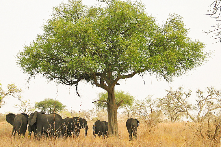 Elephants in Waza National Park