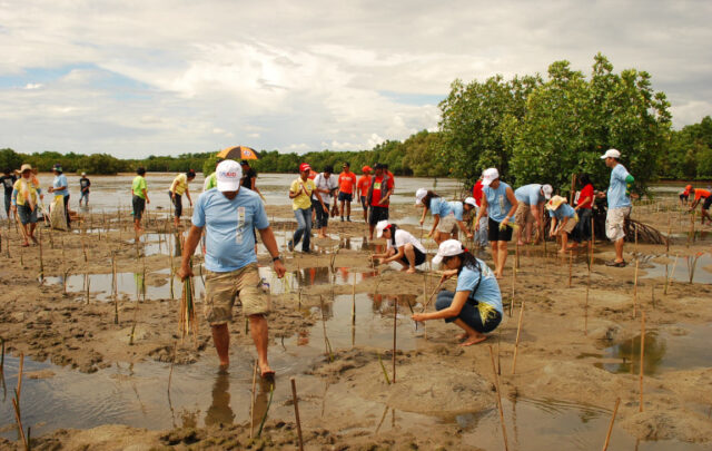 Mangrove planting in the Phillipines.