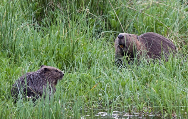 Beavers reintroduced into Scotland
