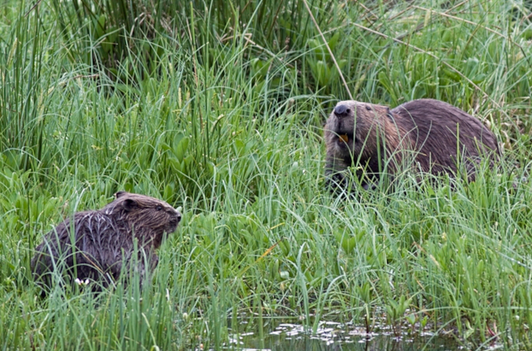 Beavers reintroduced into Scotland