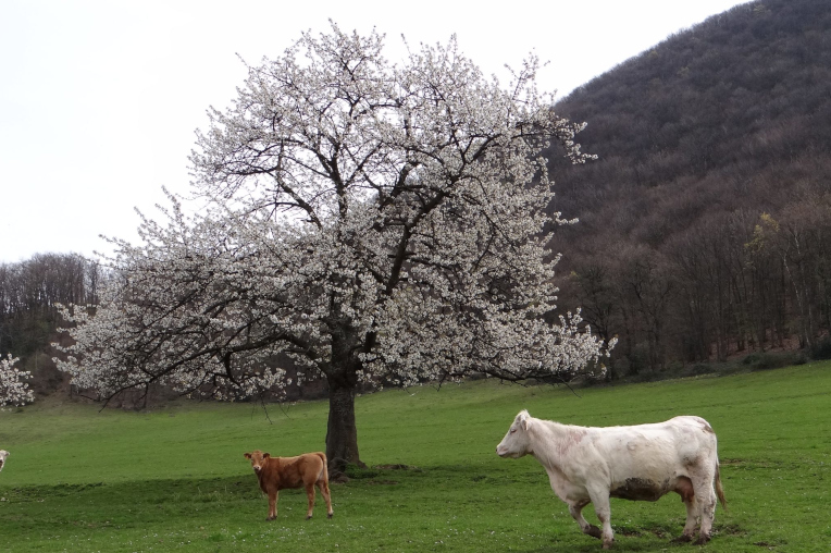 Cattle on the Roussière farm.
