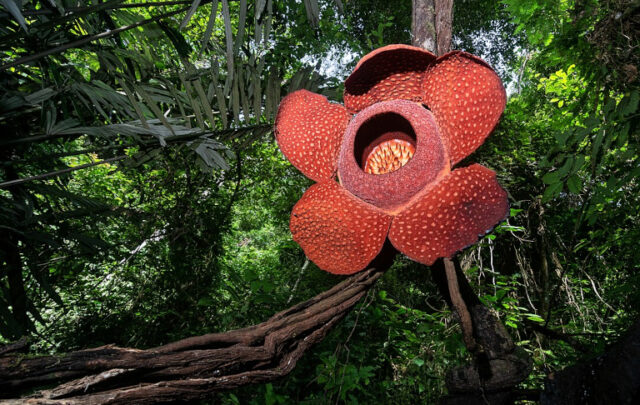 Rafflesia flower