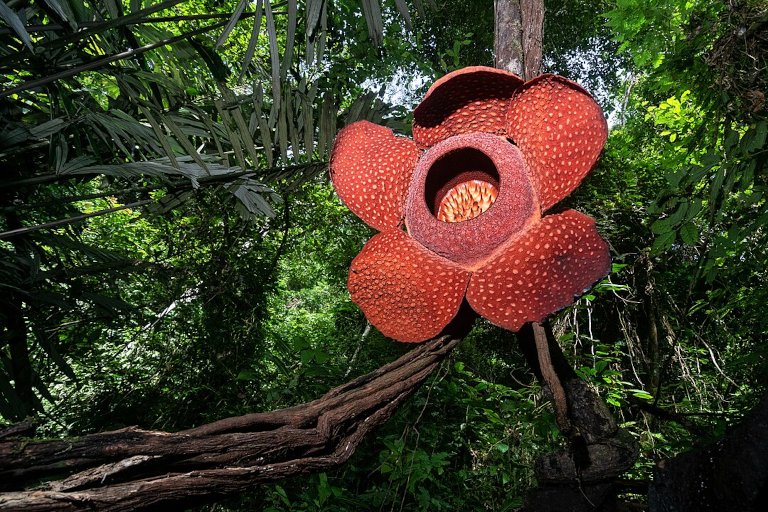 Rafflesia flower