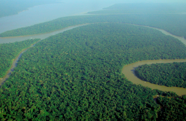 Amazon forest