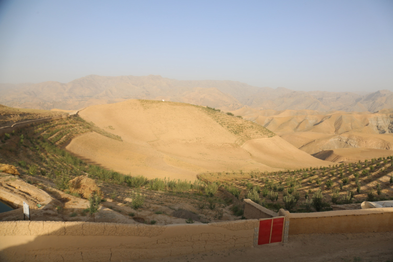 Afghan micro-forest