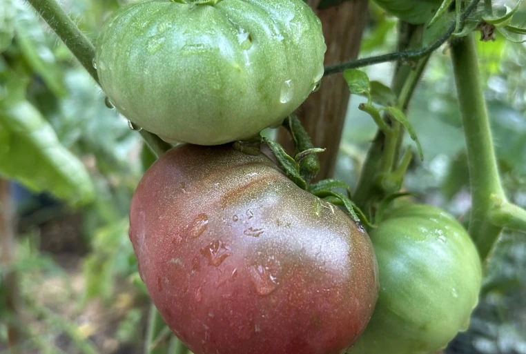 field-grown tomatoes