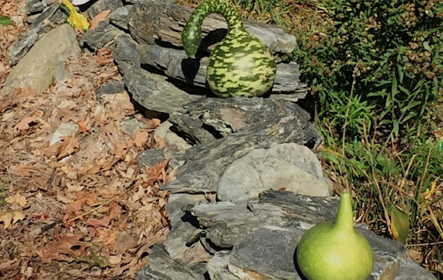 Gourds on wall