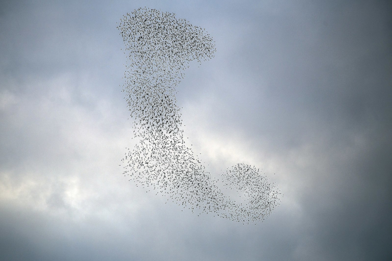 murmuration