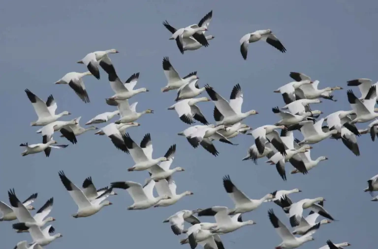 wild geese in flight