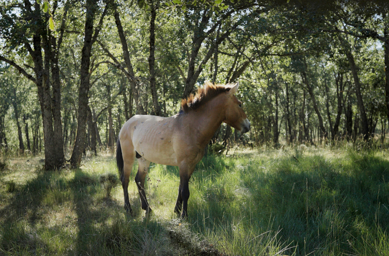 Wild horses in Spain