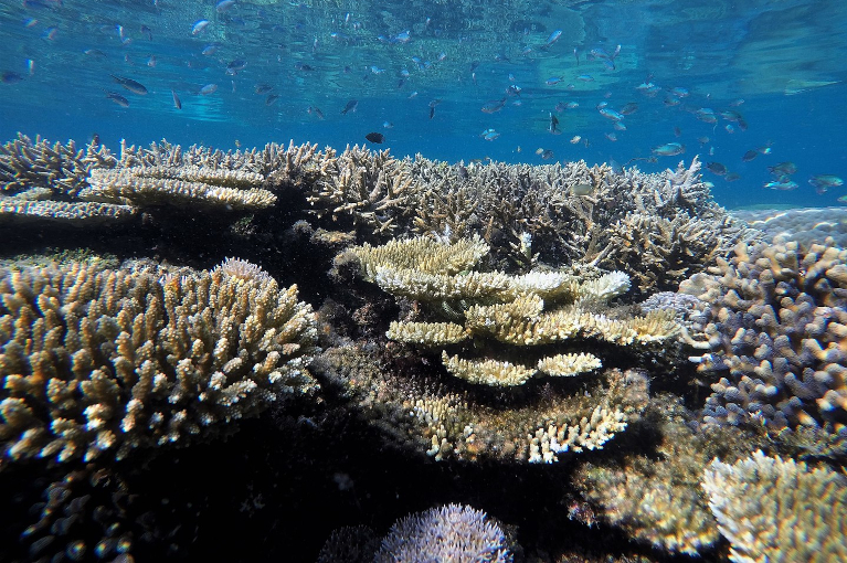 Coral reef near Badi Island