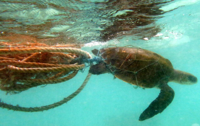 trapped in plastic tortoise