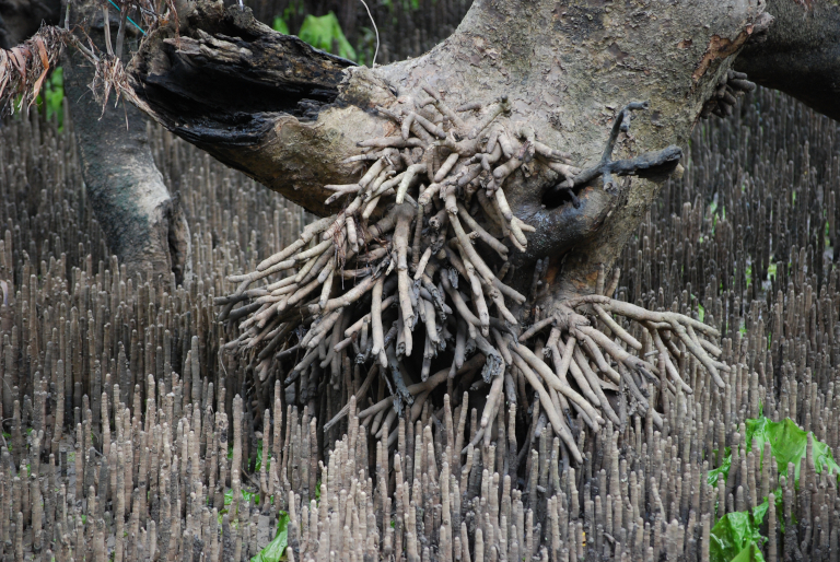 Sideways growth in mangrove