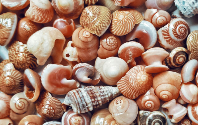 shells