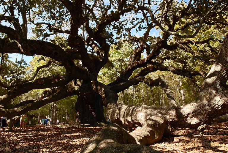 Angel Oak