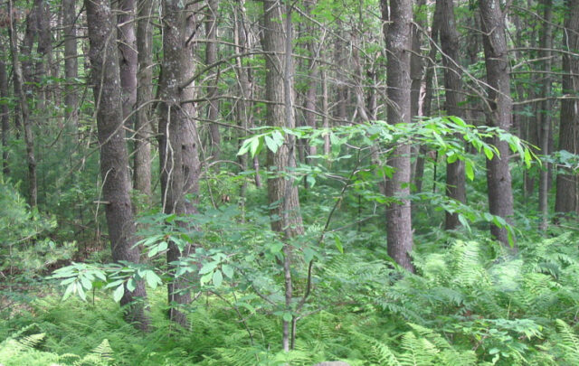 Young chestnut trees