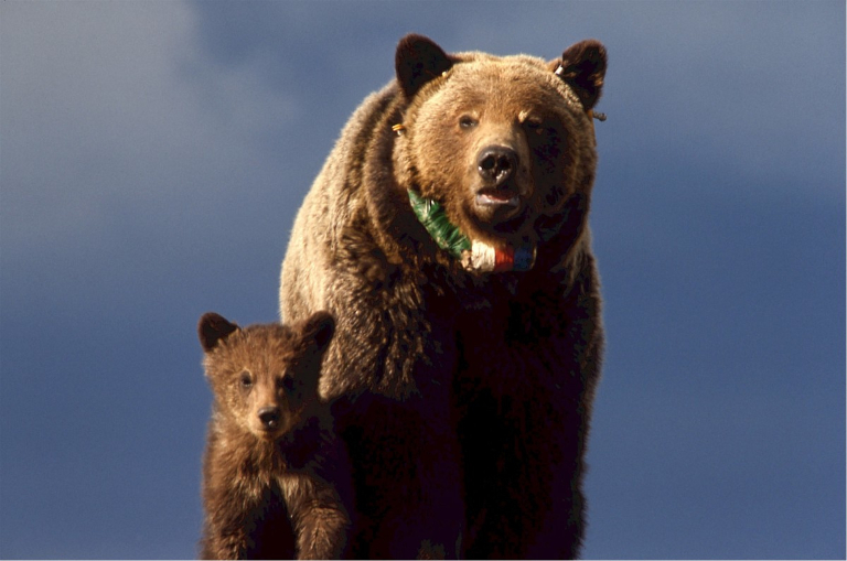 grizzly bear with cub