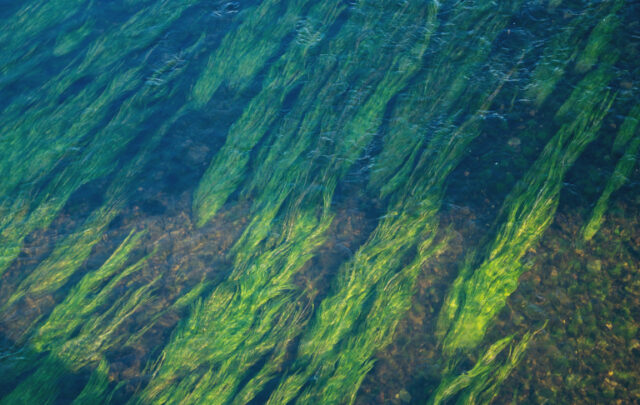 seagrass